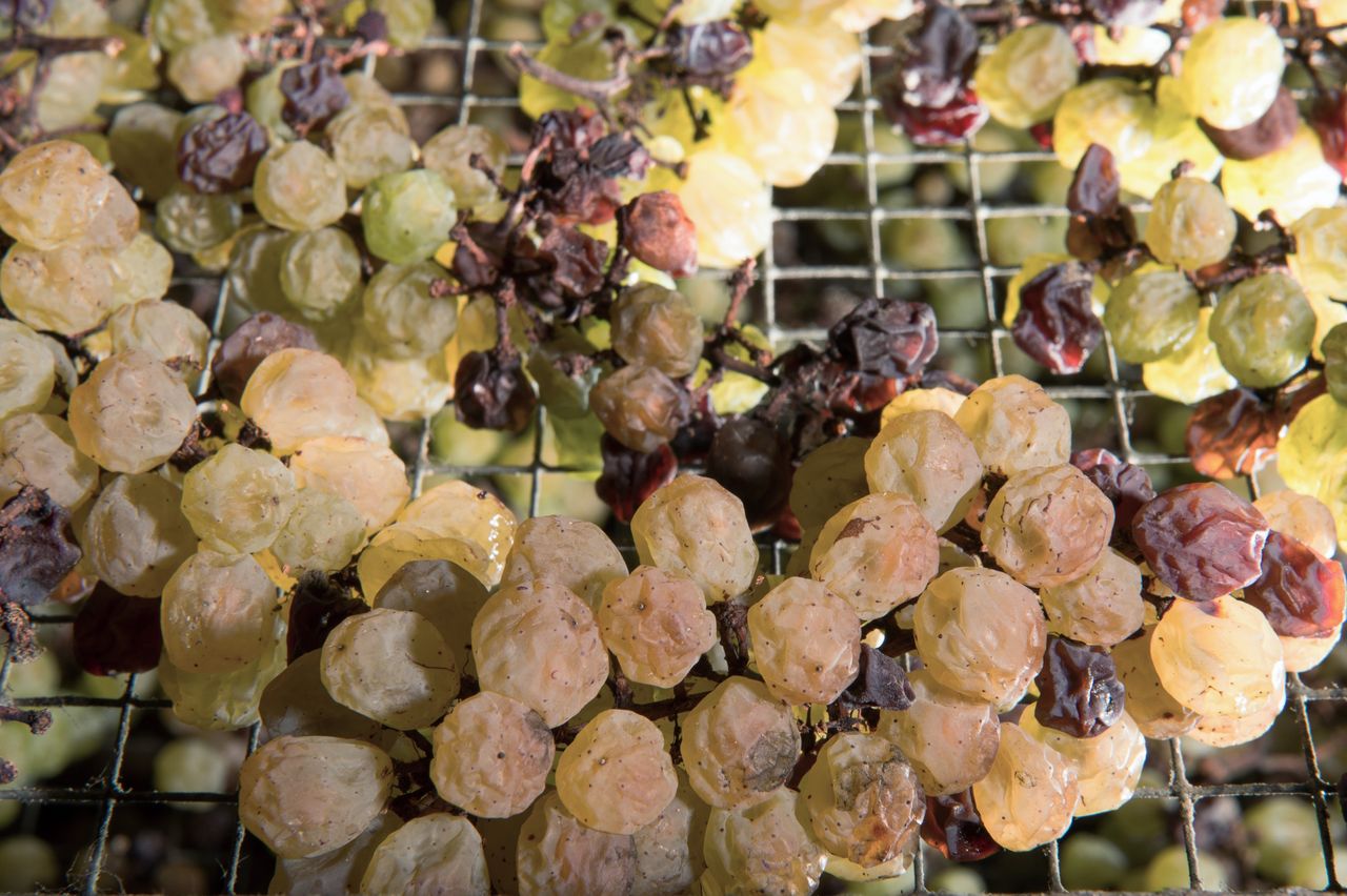 Vignoble Technique Vin de paille Mossu-0017